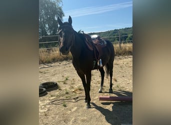 American Paint Horse, Yegua, 3 años, 153 cm, Castaño oscuro