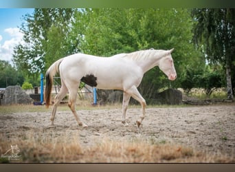 American Paint Horse, Yegua, 3 años, 153 cm, Pío