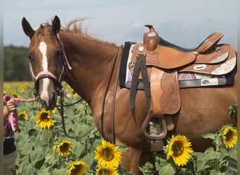American Paint Horse, Yegua, 3 años, 155 cm, Alazán