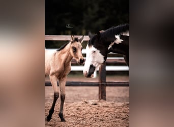 American Paint Horse Mestizo, Yegua, 3 años, 155 cm, Buckskin/Bayo