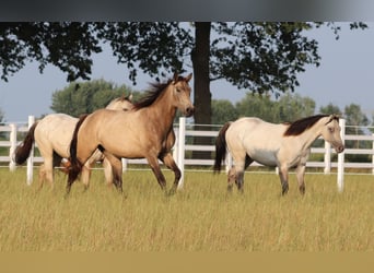 American Paint Horse Mestizo, Yegua, 3 años, 155 cm, Buckskin/Bayo