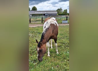 American Paint Horse, Yegua, 3 años, 155 cm, Tobiano-todas las-capas