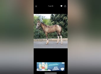 American Paint Horse, Yegua, 3 años, 155 cm, Tobiano-todas las-capas