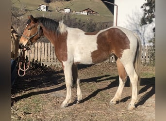 American Paint Horse Mestizo, Yegua, 3 años, 155 cm, Tobiano-todas las-capas