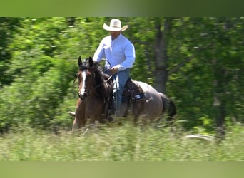 American Paint Horse, Yegua, 3 años, Castaño-ruano