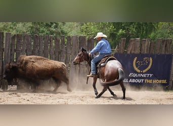American Paint Horse, Yegua, 3 años, Castaño-ruano
