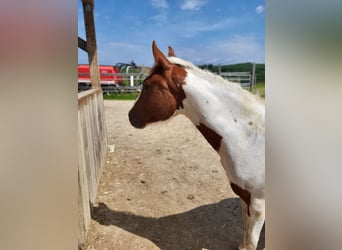 American Paint Horse, Yegua, 3 años, Tobiano-todas las-capas