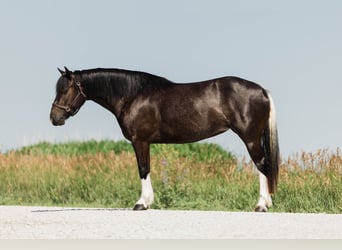 American Paint Horse Mestizo, Yegua, 4 años, 145 cm, Pío