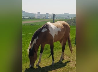 American Paint Horse, Yegua, 4 años, 145 cm, Tobiano-todas las-capas