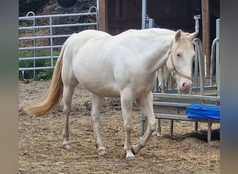 American Paint Horse, Yegua, 4 años, 146 cm, Pío