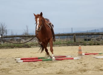 American Paint Horse, Yegua, 4 años, 150 cm, Alazán-tostado