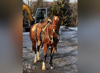 American Paint Horse, Yegua, 4 años, 150 cm, Castaño