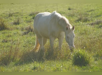 American Paint Horse, Yegua, 4 años, 150 cm, Perlino