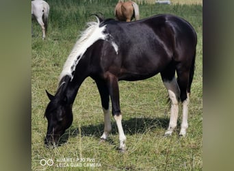 American Paint Horse, Yegua, 4 años, 150 cm, Tobiano-todas las-capas