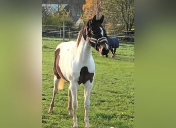 American Paint Horse, Yegua, 4 años, 155 cm, Pío