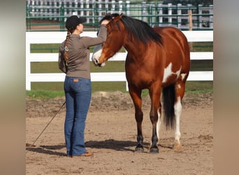 American Paint Horse Mestizo, Yegua, 4 años, 155 cm, Tobiano-todas las-capas
