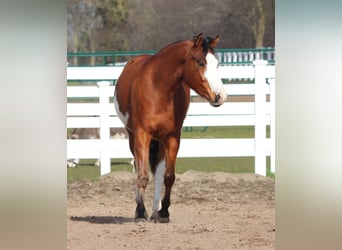 American Paint Horse Mestizo, Yegua, 4 años, 155 cm, Tobiano-todas las-capas