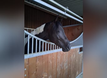 American Paint Horse, Yegua, 4 años, 160 cm, Tobiano-todas las-capas