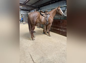 American Paint Horse, Yegua, 4 años, 170 cm, Alazán rojizo