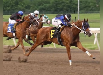 American Paint Horse, Yegua, 4 años, 170 cm, Alazán rojizo
