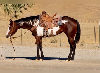 American Paint Horse, Yegua, 4 años, Overo-todas las-capas