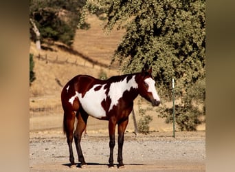 American Paint Horse, Yegua, 4 años, Overo-todas las-capas