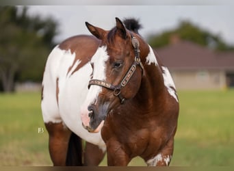 American Paint Horse, Yegua, 4 años, Pío
