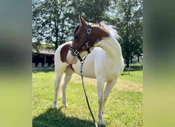 American Paint Horse, Yegua, 5 años, 137 cm, Tobiano-todas las-capas