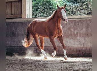 American Paint Horse, Yegua, 5 años, 146 cm, Alazán