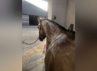 American Paint Horse, Yegua, 5 años, 150 cm, Buckskin/Bayo