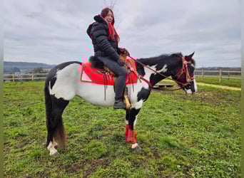 American Paint Horse, Yegua, 5 años, 152 cm, Overo-todas las-capas