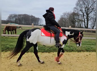 American Paint Horse, Yegua, 5 años, 152 cm, Overo-todas las-capas