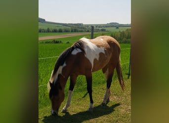 American Paint Horse, Yegua, 5 años, 153 cm, Tobiano-todas las-capas