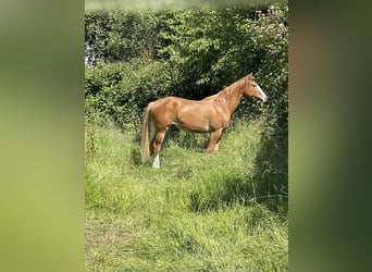 American Paint Horse, Yegua, 5 años, 155 cm, Alazán