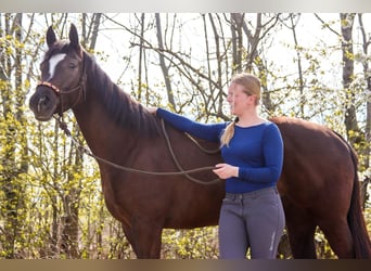 American Paint Horse, Yegua, 5 años, 158 cm, Alazán-tostado