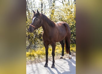 American Paint Horse, Yegua, 5 años, 158 cm, Alazán-tostado