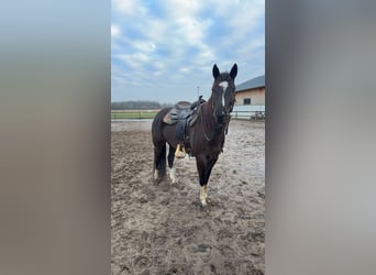 American Paint Horse, Yegua, 5 años, 158 cm, Negro
