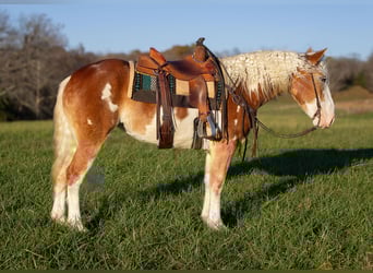 American Paint Horse, Yegua, 5 años, 163 cm, Alazán-tostado