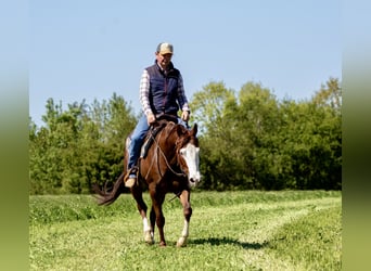 American Paint Horse, Yegua, 5 años, Alazán