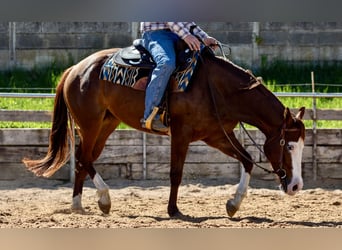 American Paint Horse, Yegua, 5 años, Alazán