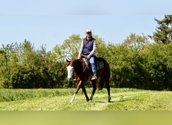 American Paint Horse, Yegua, 5 años, Alazán