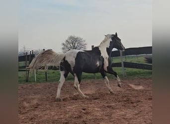 American Paint Horse, Yegua, 5 años, Tobiano-todas las-capas