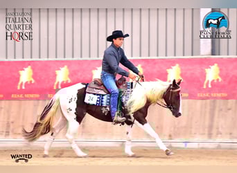 American Paint Horse, Yegua, 5 años, Tobiano-todas las-capas