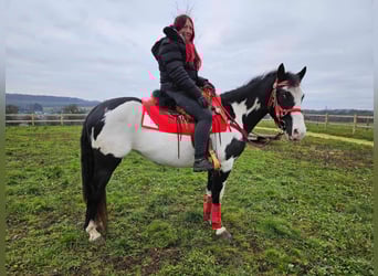 American Paint Horse, Yegua, 6 años, 152 cm, Overo-todas las-capas