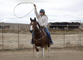 American Paint Horse, Yegua, 6 años, 152 cm, Tobiano-todas las-capas