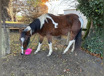 American Paint Horse, Yegua, 6 años, 159 cm, Tobiano-todas las-capas