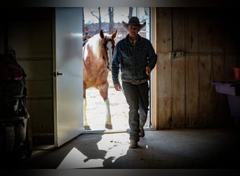 American Paint Horse, Yegua, 6 años, 160 cm, Ruano alazán