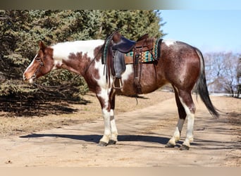 American Paint Horse, Yegua, 6 años, 160 cm, Ruano alazán