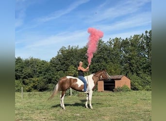 American Paint Horse, Yegua, 6 años, 165 cm, Tobiano-todas las-capas