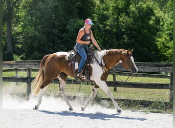 American Paint Horse, Yegua, 6 años, 165 cm, Tobiano-todas las-capas